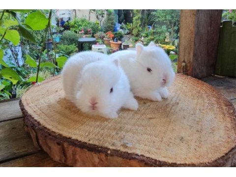 Mini lop ve cüce tavşan bebeklerimiz