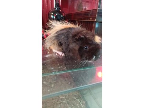 Guinea pigler
