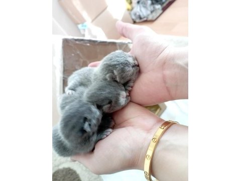 Yeni doğmuş scottish fold yavruları