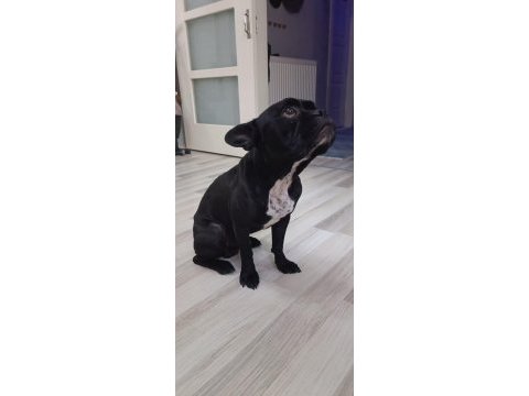 1.5 yaşında zeus a yeni aile arıyoruz french bulldog