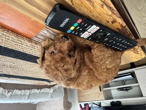 2 aylık poodle yavrularımız