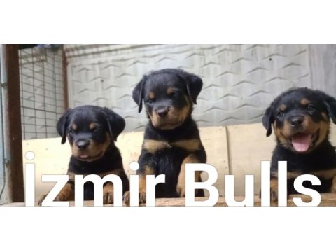 Rottweiler extrem sırbistan timittor