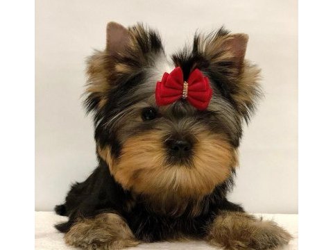 Mini minnak yorkshire