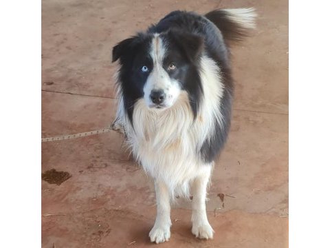 Border collie yavrular