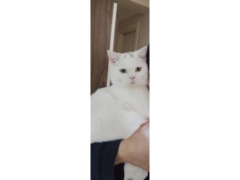 1 yaşında beyaz british shorthair