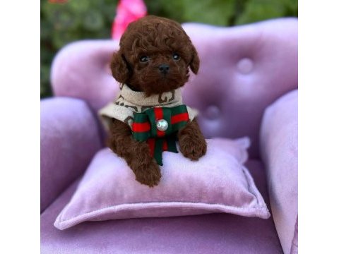 Micro teacup kore poodle yavrularımız