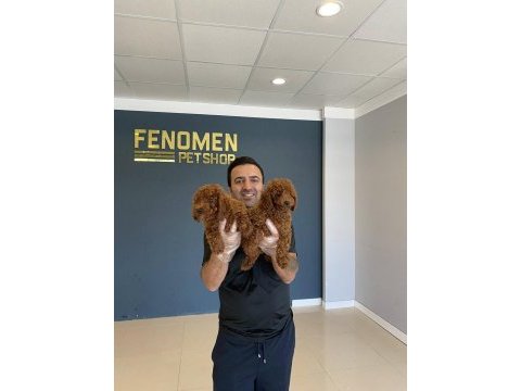 Wc eğitimli toy poodle yavrularımız teslime hazır ank