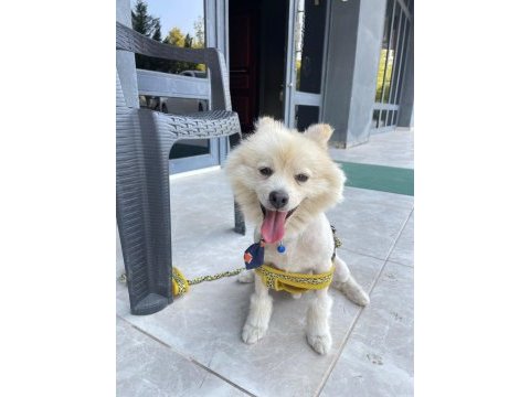 Malatya da 1.5 yaşında pomeranian