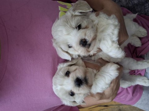 Terrier maltese 0 numara