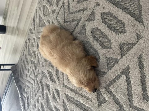 Yavru safkan golden retriever yavrular
