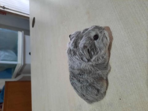 Sheltie ginepig yavrumuz