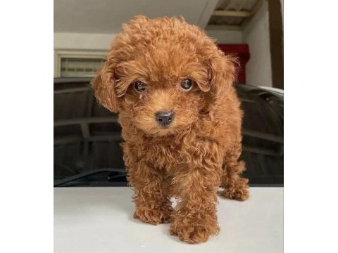 Orijinal toy poodle yavruları