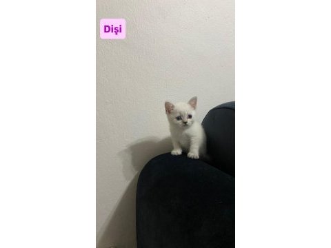 British shorthair yavru kedilerimiz