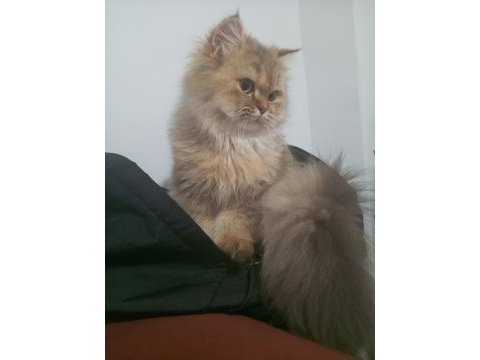 British longhair ücretsiz sahiplendirme
