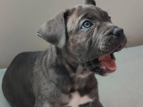 Safkan cane corso yavrular