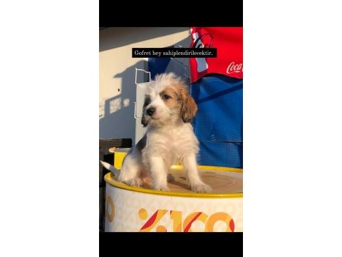 Acil 3.5 aylık maltese terrier cinsi