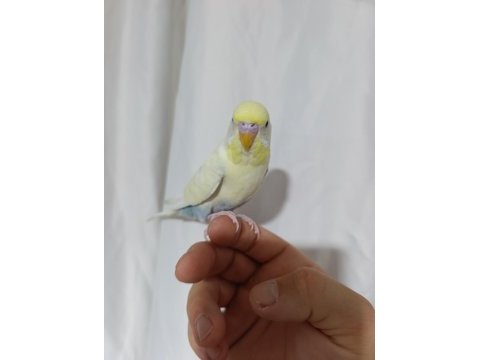 Evcil muhabbet kuşu erkek