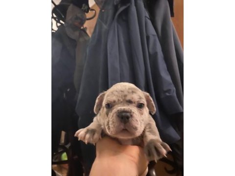 French bulldog yavrularımız yeni ailelerini arıyorlar
