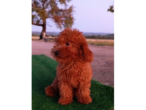 Toy poodle 3 aylık