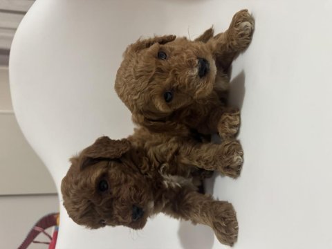 Toy poodle yavru köpekler