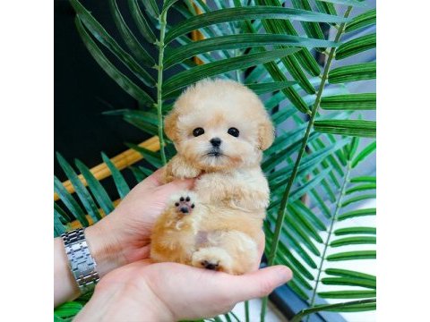 Toy poodle yavrularım