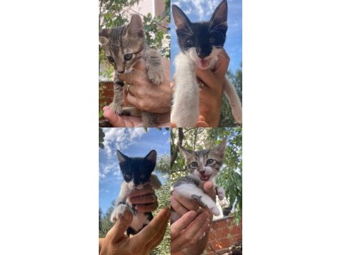4 tane yavru erkek tekir kedi