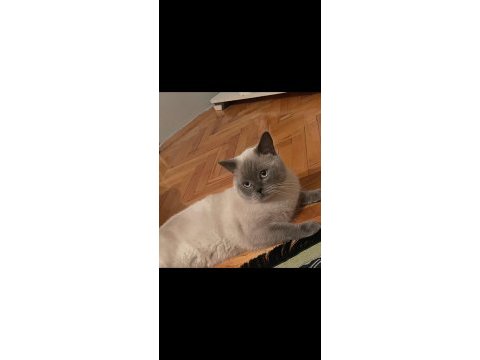 British blue point erkek british shorthair