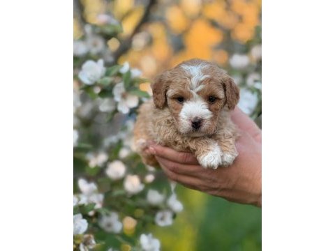 Mükemmel kalite maltipoo yavrular için geç kalmayın