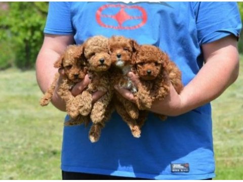 Toy poodle yavrular izmir