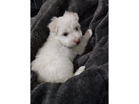 Maltese terrier 55 günlük