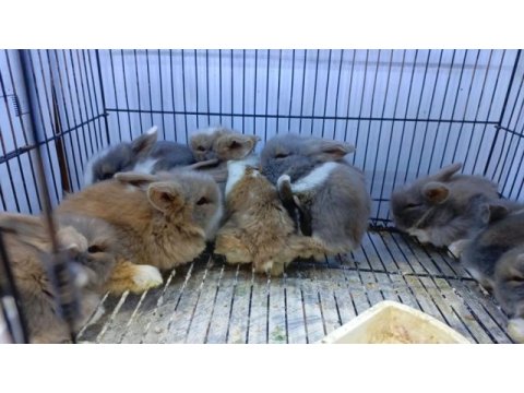 Cins bebek tavşanlar