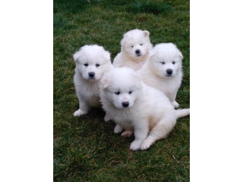 Akkuş üretim çiftliğinden samoyed yavruları