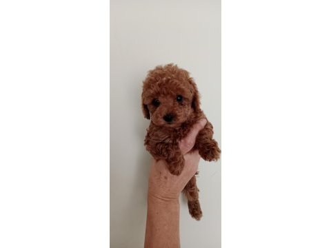 Poodle akademi