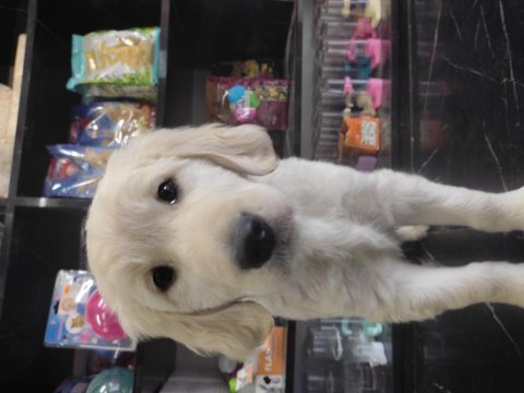 3 aylık golden retriever sahiplendirme