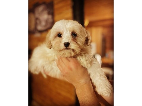Maltipoo pamuk yavrularımız