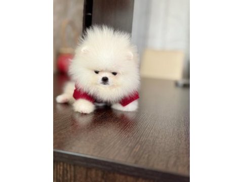 2 teacup pomeranian ayıcıklar