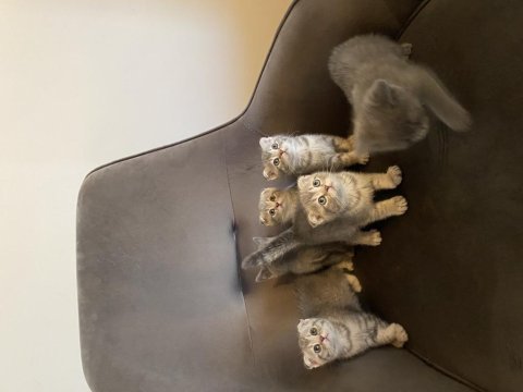 Sevimli scottish fold minnaklar