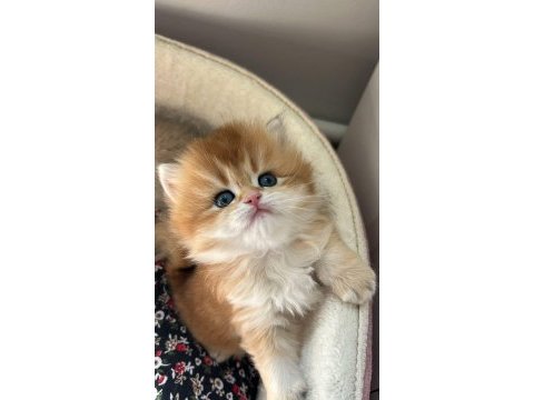 Evinize mini aslan british longhair geliyor golden ny12