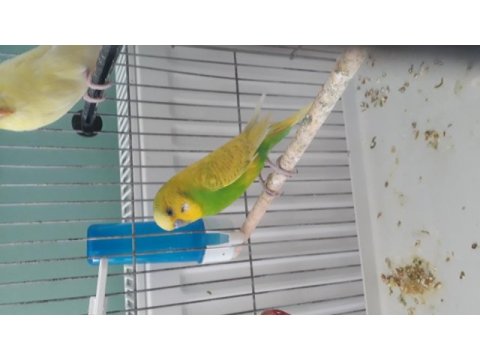 Yavru muhabbet kuşu 1-4 haftalık