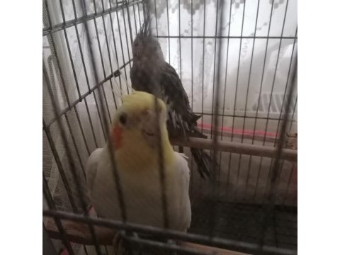 Sağlık ve genç sultan papağanı kuşlar