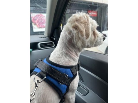 Maltese terrier