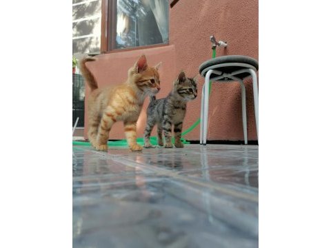 Tatlı mı tatlı yavru kediler