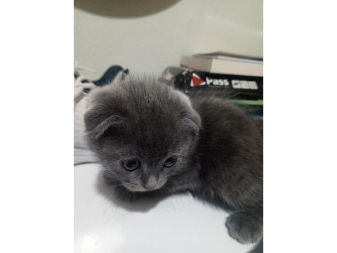 Yavru kedi 3 haftalık cins kedimiz