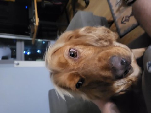 1.5 yaşında tam aşılı cocker spaniel