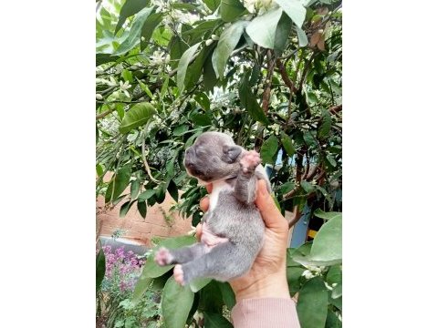 French bulldog yavrularımız