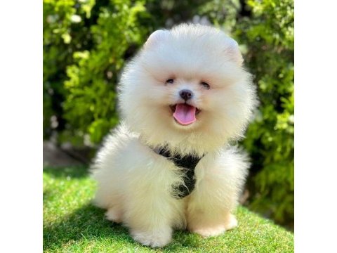 Sevimli pomeranian boo yavrularımız