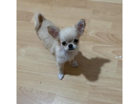 Chihuahua 3 aylık köpeğimiz