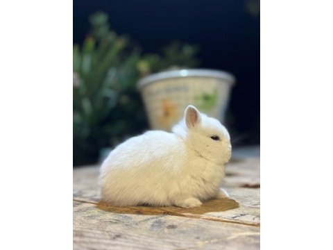 Hollanda mini lop cüce tavşan her ile gönderim