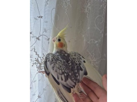 Sultan papağanı çift ve yavruları