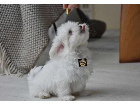 Maltese yavrularımız